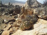 Copiapoa-echinoides-RMSD181.jpg