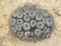 Copiapoa-grandiflora-RMSD192.jpg