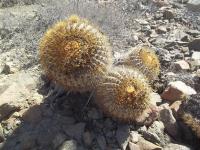 Copiapoa-haseltoniana-RMSD196.jpg