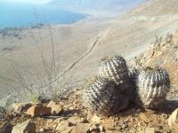 Copiapoa-haseltoniana-RMSD198.jpg