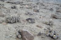 Copiapoa-haseltoniana-RMSD199.jpg