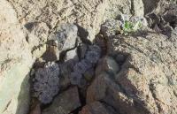 Copiapoa-humilis-RMSD197.jpg