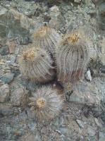 Copiapoa-krainziana-intermediate-cinerea-RMSD210.jpg