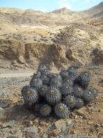 Copiapoa-longistaminea-RMSD191.jpg