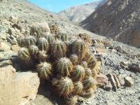 Copiapoa-solaris-RMSD203.jpg