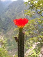 Corryocactus-erectus-ou-apiciflorus-RMSD282.jpg