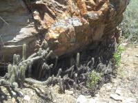 Corryocactus-sp.-RMSD336.jpg