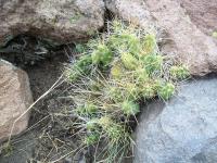 Cumulopuntia-aff.-boliviana-RMSD249.jpg