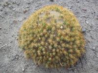 Cumulopuntia-aff.-boliviana-RMSD251.jpg