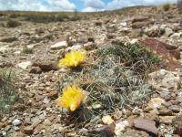 Cumulopuntia-aff.-rossiana-RMSD248.jpg