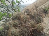 Cumulopuntia-kuehnrichiana-C.-sphaerica-RMSD294.jpg
