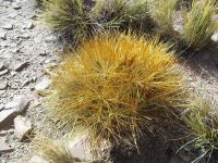 Cumulopuntia-sp.-RMSD216.jpg