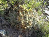Cumulopuntia-sp.-RMSD217.jpg