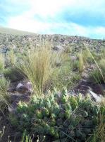 Cumulopuntia-sp.-RMSD218.jpg