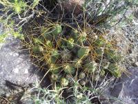 Cumulopuntia-sp.-RMSD219.jpg
