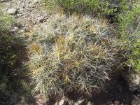 Cumulopuntia-sp.-RMSD220.jpg