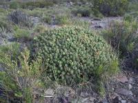 Cumulopuntia-sp.-RMSD223.jpg