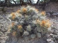 Cumulopuntia-sp.-RMSD232.jpg