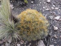 Cumulopuntia-sp.-RMSD256.jpg