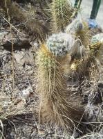 Echinopsis-camarguensis-RMSD238.jpg