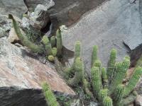 Echinopsis-camarguensis-RMSD244.jpg