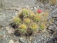 Echinopsis-candicans-RMSD162.jpg