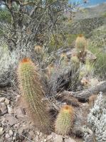 Echinopsis-strigosa-RMSD160.jpg