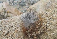 Eriosyce-paucicostata-ssp.-floccosa-RMSD205.jpg