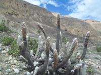 Espostoa-melanostele-RMSD296.jpg