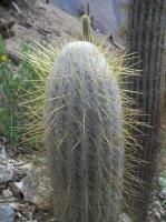 Espostoa-melanostele-RMSD304.jpg