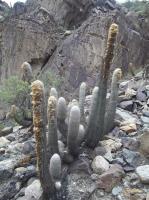 Espostoa-melanostele-RMSD311.jpg
