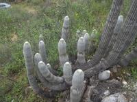 Espostoa-melanostele-RMSD321.jpg