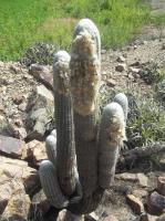 Espostoa-melanostele-RMSD330.jpg