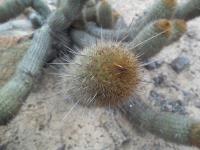Haageocereus-chalaensis-RMSD277.jpg