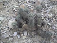 Haageocereus-platinospinus-f.-twisted-spines-RMSD269.jpg