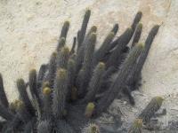 Haageocereus-pseudomelanostele-ssp.-acanthocladus-RMSD292.jpg