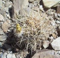 Lobivia-lateritia-v.-cotagaitensis-RMSD236.jpg