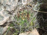 Lobivia-pugionacantha-ou-lateritia-RMSD242.jpg