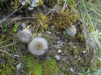 Matucana-variabilis-RMSD302.jpg