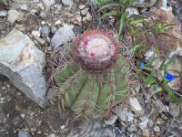 Melocactus-peruvianus-RMSD306.jpg