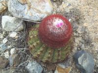 Melocactus-peruvianus-RMSD309.jpg