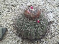 Melocactus-peruvianus-RMSD312.jpg