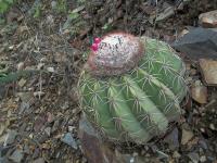 Melocactus-peruvianus-RMSD322.jpg