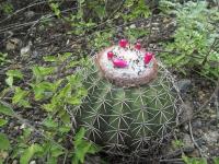 Melocactus-peruvianus-RMSD323.jpg