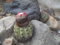 Melocactus-peruvianus-RMSD327.jpg