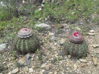 Melocactus-peruvianus-RMSD337.jpg