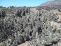 Miqueliopuntia-miquelii-RMSD177.jpg