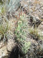 Opuntia-sulphurea-RMSD164.jpg