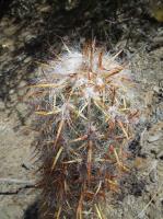 Oreocereus-celsianus-RMSD231.jpg