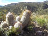 Oreocereus-trollii-RMSD221.jpg